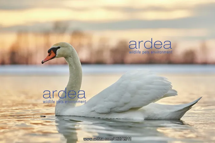 : Mute swan (Cygnus olor) swimming on donau river : Mute swan (Cygnus olor) swimming on donau river