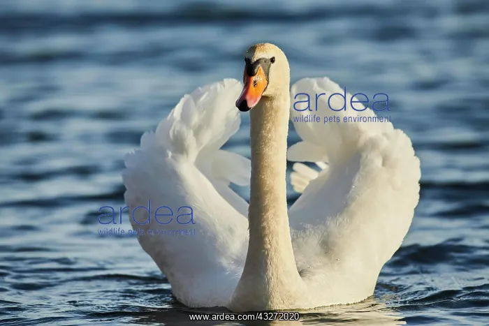 : Mute swan (Cygnus olor) swimming on donau river : Mute swan (Cygnus olor) swimming on donau river