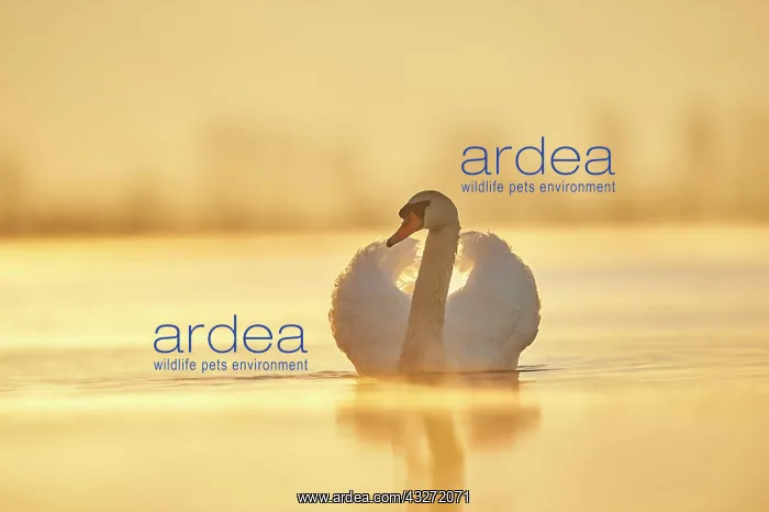 : Mute swan (Cygnus olor) swimming on donau river : Mute swan (Cygnus olor) swimming on donau river