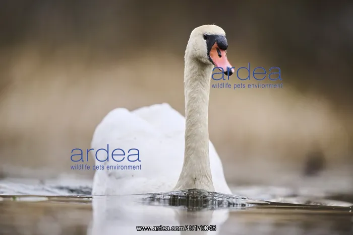 : Mute swan (Cygnus olor) swimming on a lake : Mute swan (Cygnus olor) swimming on a lake