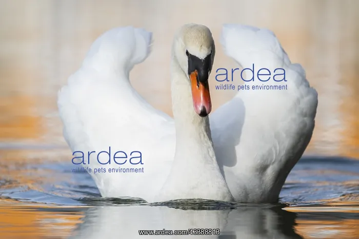 : Mute swan (Cygnus olor) swimming on a lake, Bavaria : Mute swan (Cygnus olor) swimming on a lake, Bavaria