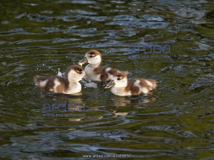 : Mute swan (Cygnus olor) swimming on a lake, Bavaria : Mute swan (Cygnus olor) swimming on a lake, Bavaria
