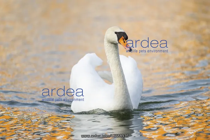: Mute swan (Cygnus olor) swimming on a lake, Bavaria : Mute swan (Cygnus olor) swimming on a lake, Bavaria