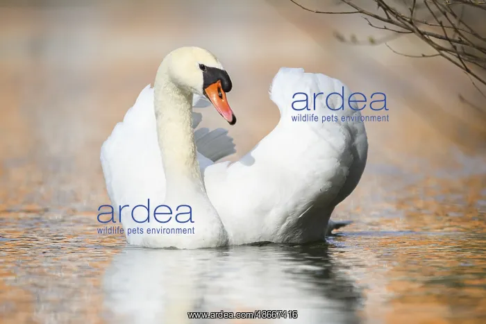 : Mute swan (Cygnus olor) swimming on a lake, Bavaria : Mute swan (Cygnus olor) swimming on a lake, Bavaria