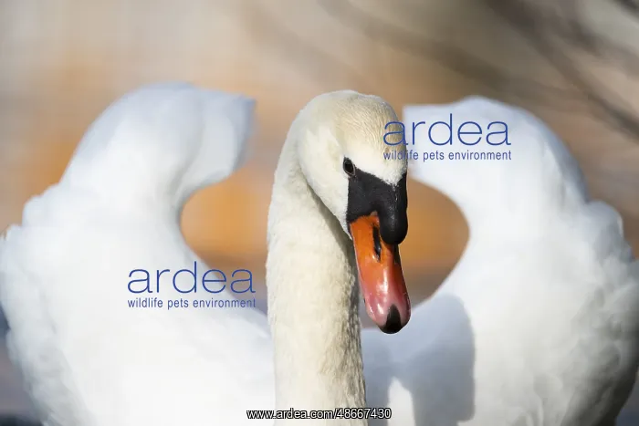 : Mute swan (Cygnus olor) swimming on a lake, Bavaria : Mute swan (Cygnus olor) swimming on a lake, Bavaria