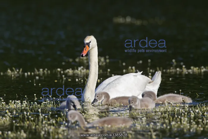 : Mute swan (Cygnus olor) swimming on lake with cygnets : Mute swan (Cygnus olor) swimming on lake with cygnets