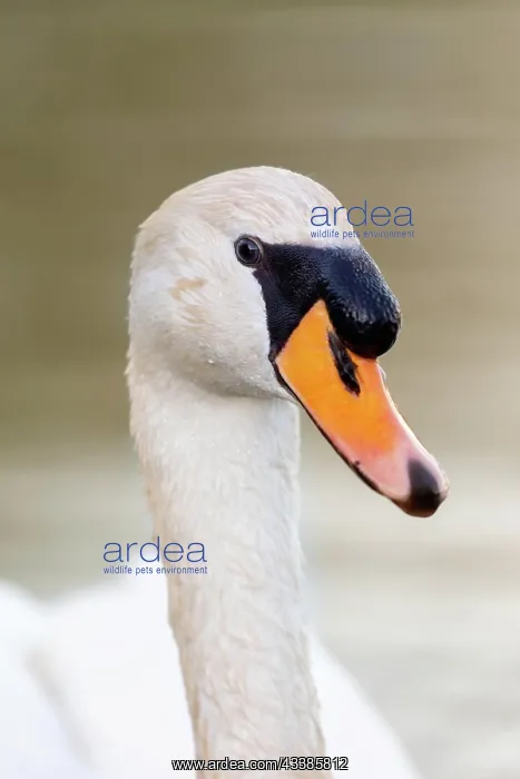 : Mute swan (Cygnus olor) swimming on a lake in early : Mute swan (Cygnus olor) swimming on a lake in early