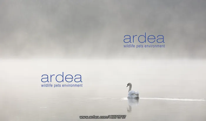 : Mute Swan (Cygnus olor) swimming on a misty lak : Mute Swan (Cygnus olor) swimming on a misty lak