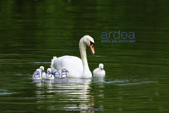 : Mute swan (Cygnus olor) swims with chicks in the : Mute swan (Cygnus olor) swims with chicks in the
