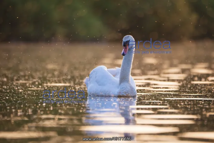 : A Mute Swan (Cygnus olor) swims on the Steinhuder Meer in the golden evening light and is swarmed by mosquitoes : A Mute Swan (Cygnus olor) swims on the Steinhuder Meer in the golden evening light and is swarmed by mosquitoes