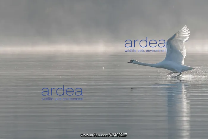 : Mute swan (Cygnus olor) on takeoff on the water : Mute swan (Cygnus olor) on takeoff on the water