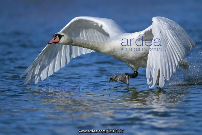 : Mute swan (Cygnus olor), taking off from the wat : Mute swan (Cygnus olor), taking off from the wat
