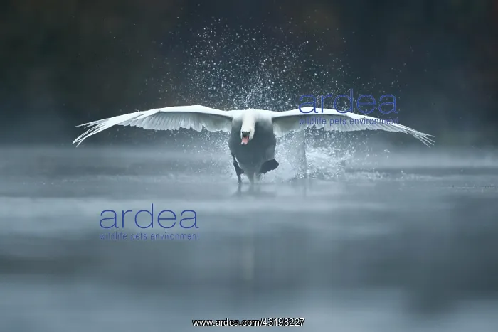 : Mute swan (Cygnus olor) taking off on water front : Mute swan (Cygnus olor) taking off on water front