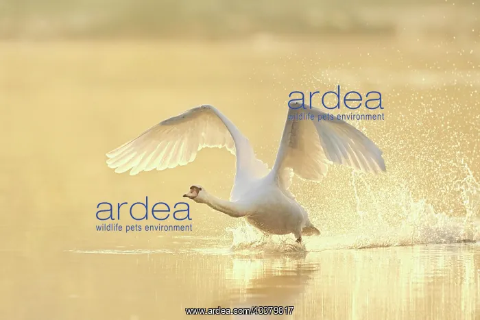 : Mute Swan (Cygnus olor), taking off from the water : Mute Swan (Cygnus olor), taking off from the water