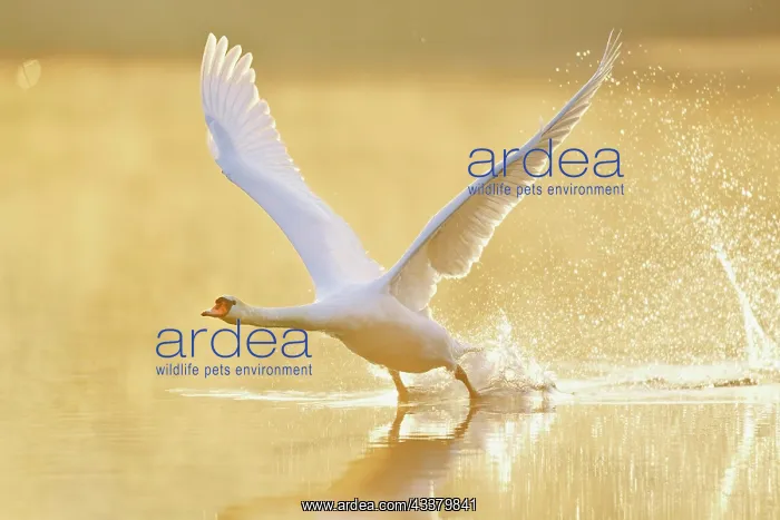 : Mute Swan (Cygnus olor), taking off from the water : Mute Swan (Cygnus olor), taking off from the water