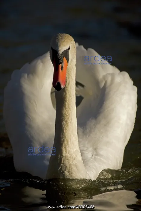 : Mute Swan (Cygnus olor) - UK - Showing busking display : Mute Swan (Cygnus olor) - UK - Showing busking display