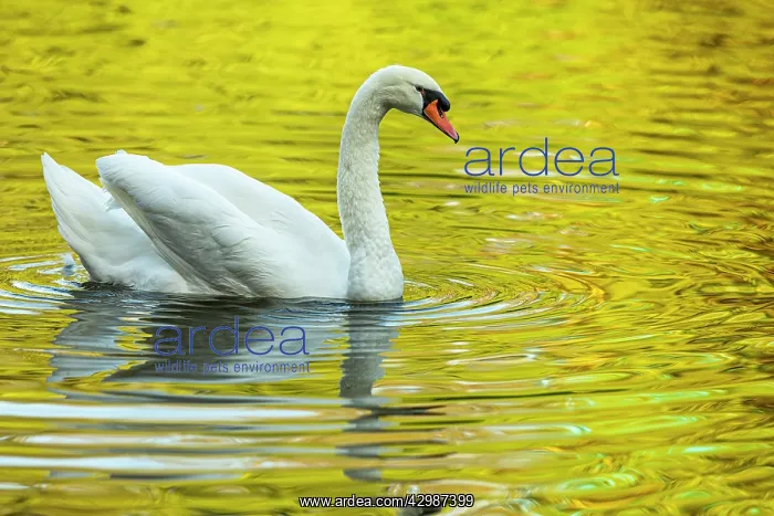 : Mute Swan (Cygnus olor) - in a urban lake - Gijon : Mute Swan (Cygnus olor) - in a urban lake - Gijon