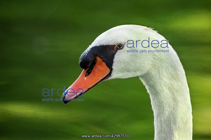 : Mute Swan (Cygnus olor) - in a urban lake - Gijon : Mute Swan (Cygnus olor) - in a urban lake - Gijon