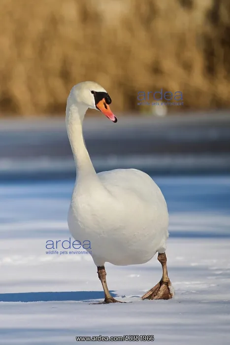 : Mute swan (Cygnus olor) walking on a frozen lake : Mute swan (Cygnus olor) walking on a frozen lake