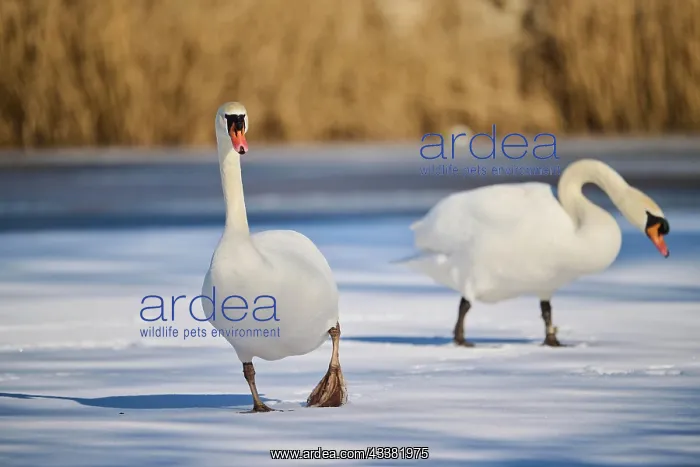 : Mute swan (Cygnus olor) walking on a frozen lake : Mute swan (Cygnus olor) walking on a frozen lake