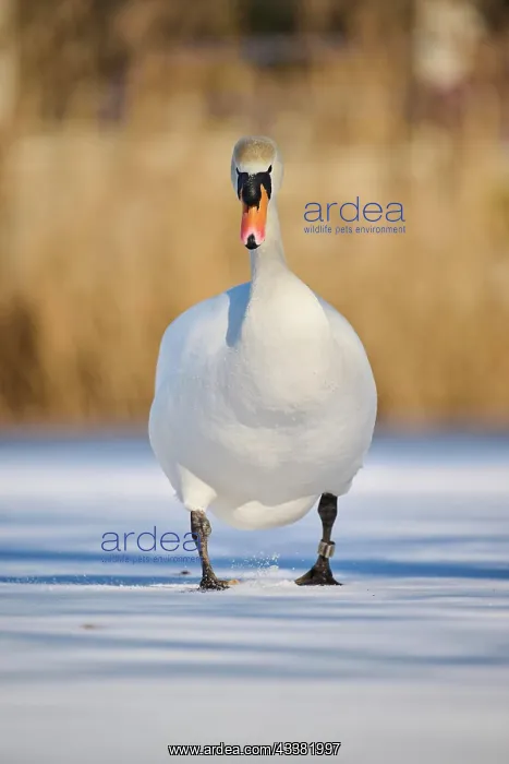 : Mute swan (Cygnus olor) walking on a frozen lake : Mute swan (Cygnus olor) walking on a frozen lake