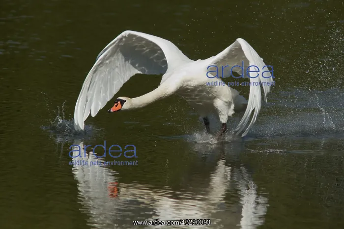 : Mute Swan (Cygnus olor) walking on water, the N : Mute Swan (Cygnus olor) walking on water, the N