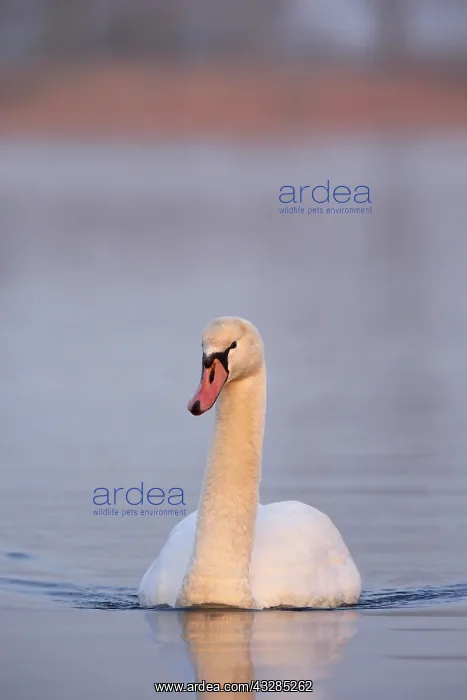 : Mute Swan (Cygnus olor), in water, Germany, Europe : Mute Swan (Cygnus olor), in water, Germany, Europe