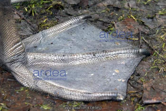 : Mute swan (Cygnus olor) webbed foot close-up, Germany : Mute swan (Cygnus olor) webbed foot close-up, Germany