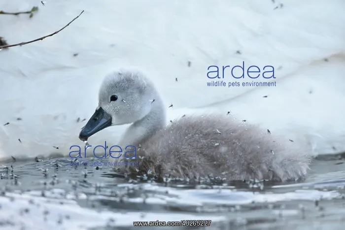 : Mute swan (Cygnus olor), young animal surrounded : Mute swan (Cygnus olor), young animal surrounded