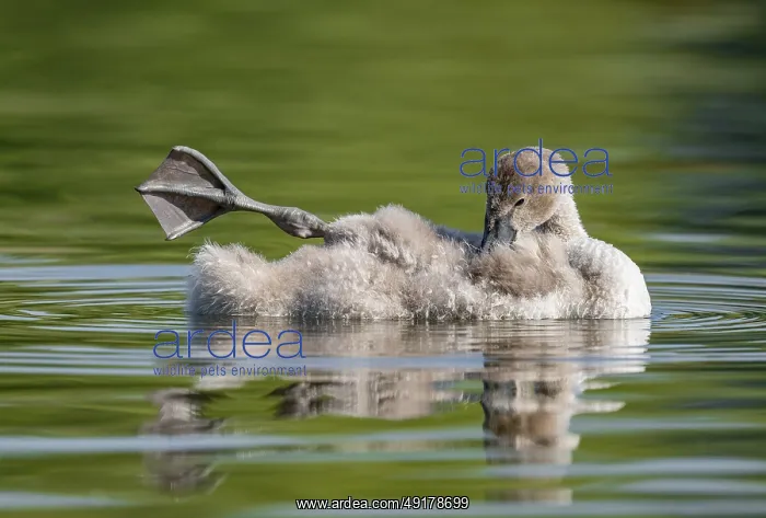 : Mute swan (Cygnus olor) young bird swimming on a pond : Mute swan (Cygnus olor) young bird swimming on a pond