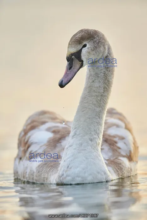: Mute swan (Cygnus olor) youngster swimming on donau : Mute swan (Cygnus olor) youngster swimming on donau