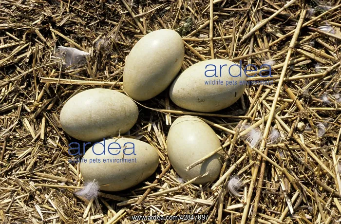 : Mute Swan Eggs on nest : Mute Swan Eggs on nest