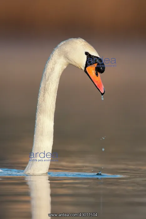 : Mute Swan emerging from water : Mute Swan emerging from water