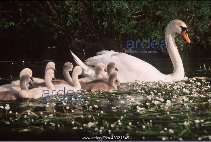 : MUTE SWAN FAMILY- & W.CROWFOOT : MUTE SWAN FAMILY- & W.CROWFOOT