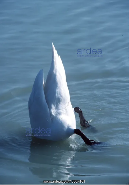 : MUTE SWAN - bottom up feeding : MUTE SWAN - bottom up feeding