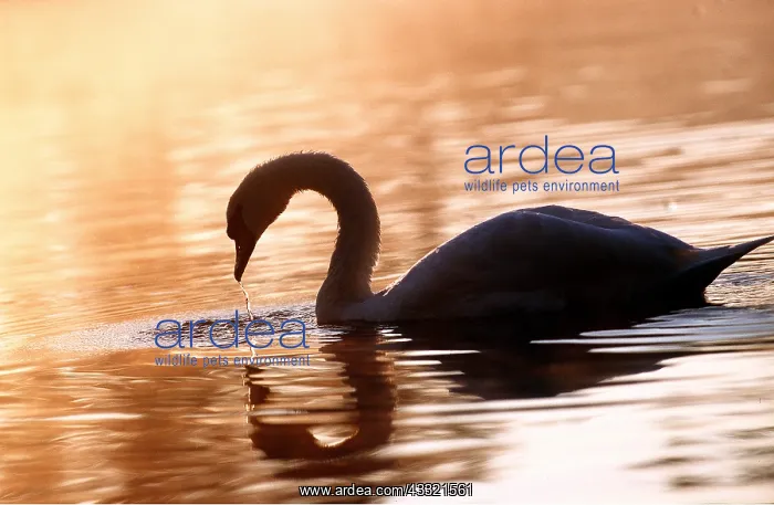: MUTE SWAN - feeding on lake at sunset : MUTE SWAN - feeding on lake at sunset