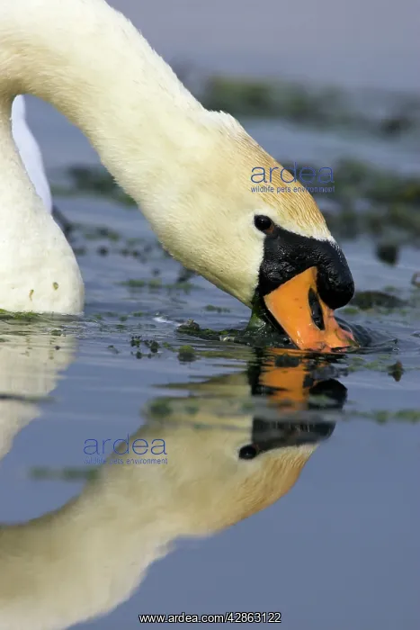 : Mute Swan - Feeding on pondweed : Mute Swan - Feeding on pondweed