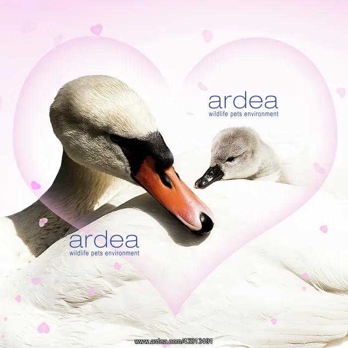 : Mute Swan female carrying cygnet hearts valentine : Mute Swan female carrying cygnet hearts valentine