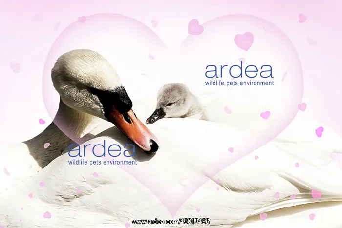 : Mute Swan female carrying cygnet hearts valentine : Mute Swan female carrying cygnet hearts valentine