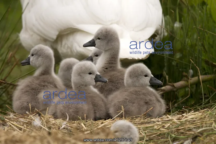  : Mute swan - female with cygnets - Norfolk, UK