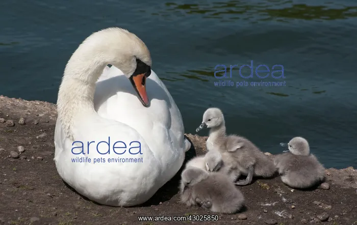  : Mute Swan female with cygnets beside pond
