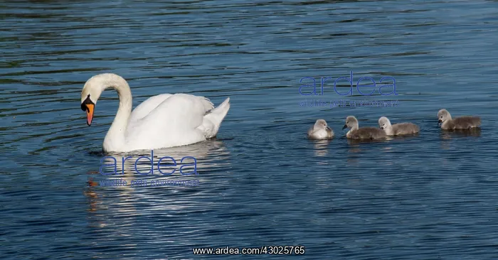  : Mute Swan female with cygnets urban pond