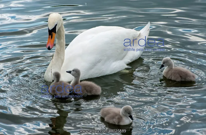  : Mute Swan female feeding cygnets