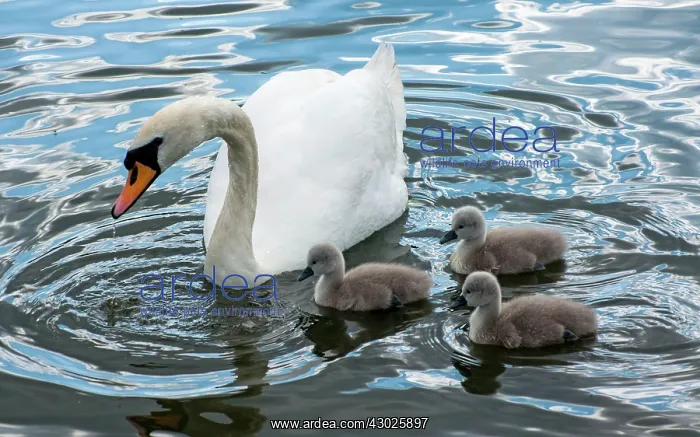  : Mute Swan female feeding cygnets
