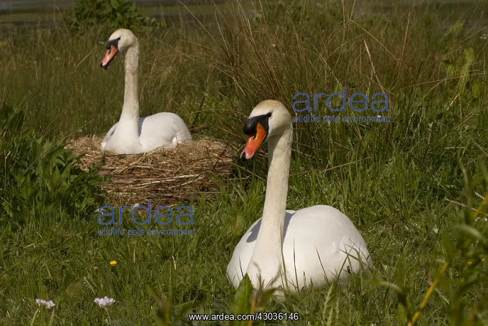 : Mute swan - female and male, male protecting : Mute swan - female and male, male protecting