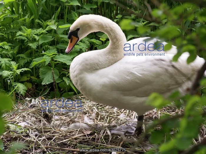  : Mute Swan female on nest with eggs