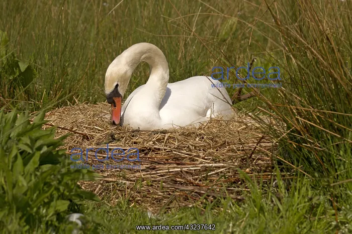  : Mute swan - female, on a nest - Norfolk, UK