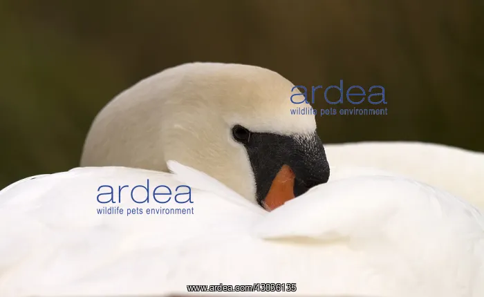  : Mute swan - female, resting - Norfolk, UK