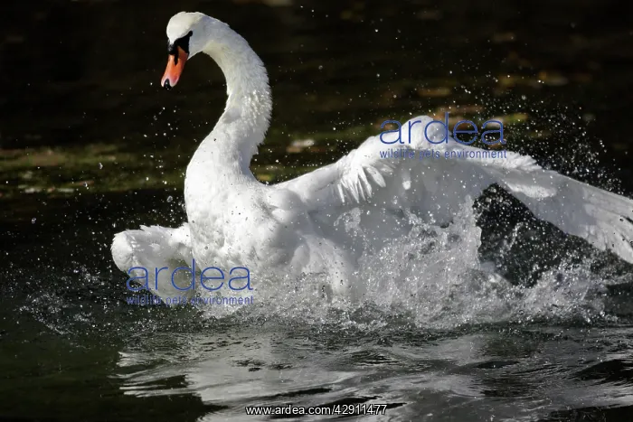 : Mute Swan - flapping wings in water : Mute Swan - flapping wings in water