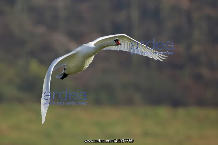 : Mute Swan - In flight : Mute Swan - In flight